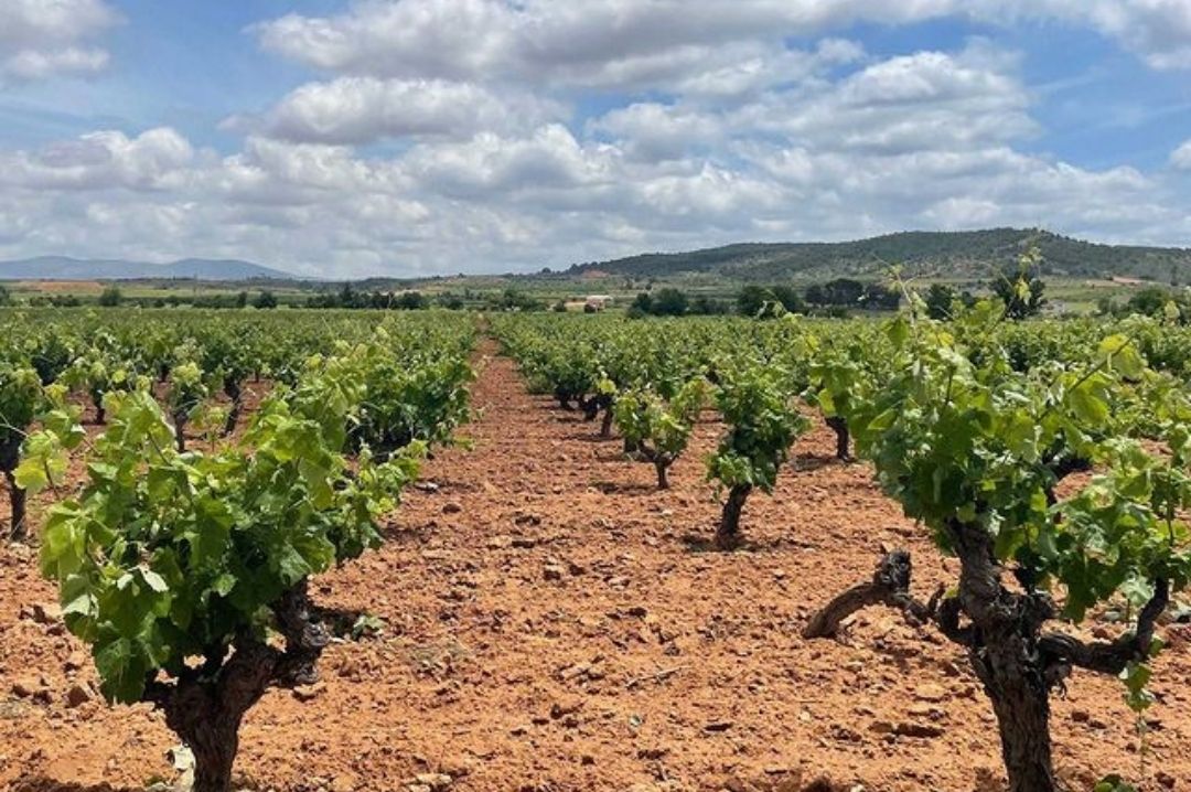 The vineyard murviedro_vieyard